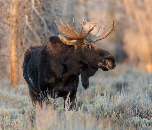 bull moose at sunset