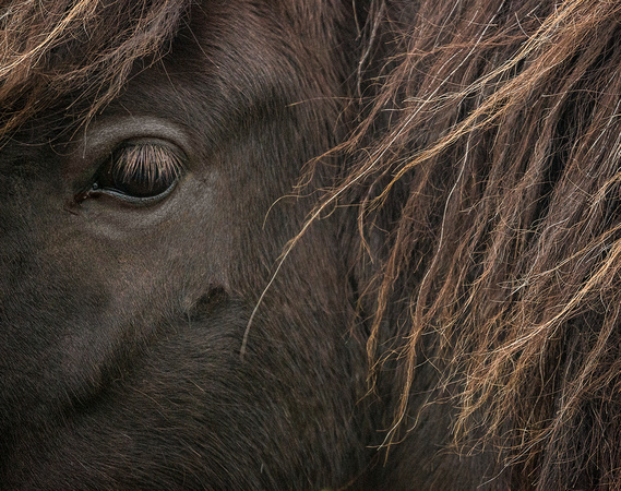 Icelandic horse